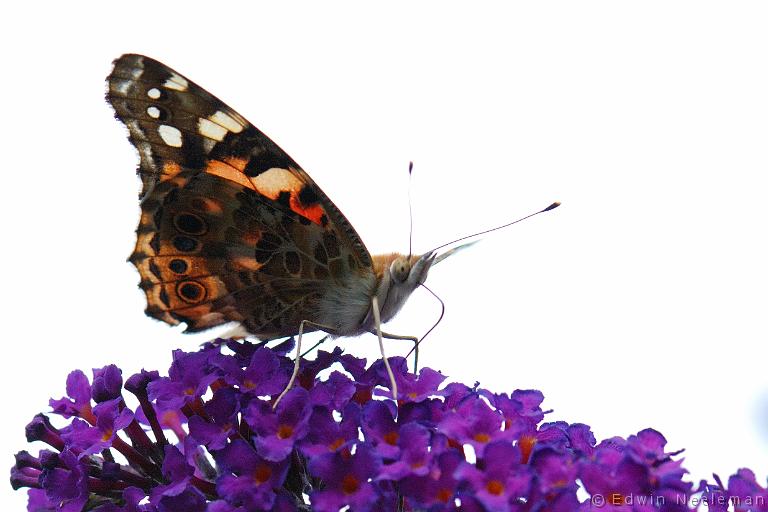 ENE-20090713-0237.jpg - [nl] Distelvlinder ( Cynthia cardui )[en] Painted Lady ( Cynthia cardui )